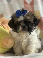 Squidward, a male Shih Tzu for sale in Sarasota, FL – 2 of 3