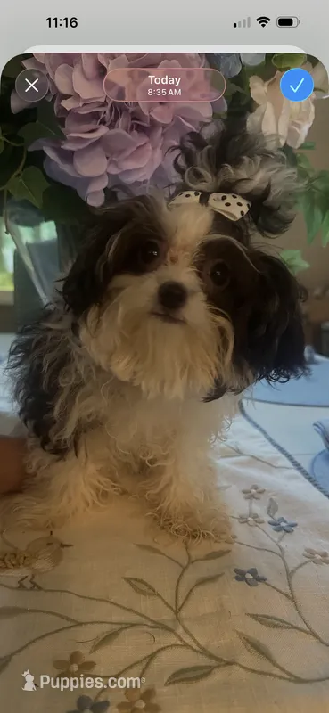 Dolly  – Maltipoo puppy for sale in Sarasota, FL