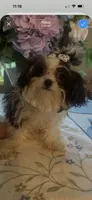 Dolly , a female Maltipoo for sale in Sarasota, FL – 1 of 4