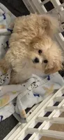 Thumbelina, a female Maltipoo for sale in Sarasota, FL – 2 of 5