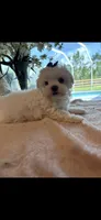 Thumper, a male Maltese for sale in Sarasota, FL – 3 of 3