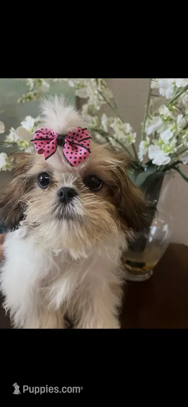 Daisy – Shih Tzu puppy for sale in Sarasota, FL
