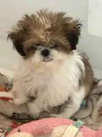 Little lady , a female Shih Tzu for sale in Sarasota, FL – 2 of 2