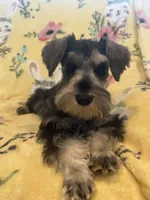 Scooby , a male Miniature Schnauzer for sale in Sarasota, FL – 1 of 1