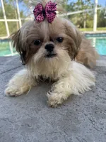 Princess, a female Shih Tzu for sale in Sarasota, FL – 1 of 3