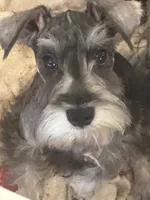 Oliver , a male Miniature Schnauzer for sale in Sarasota, FL – 1 of 1