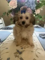 Bear , a male Maltipoo for sale in Sarasota, FL – 2 of 3