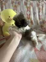 Teddy , a male Shih Tzu for sale in Sarasota, FL – 5 of 5