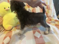 Coco , a female Miniature Schnauzer for sale in Sarasota, FL – 4 of 5