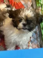 Little Bear , a male Shih Tzu for sale in Sarasota, FL – 1 of 2