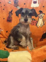 Snoopy , a male Miniature Schnauzer for sale in Sarasota, FL – 2 of 3