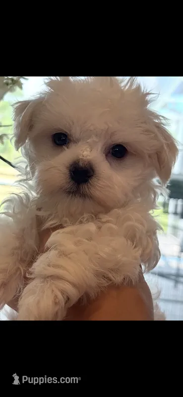 Poo bear  – Maltese puppy for sale in Sarasota, FL