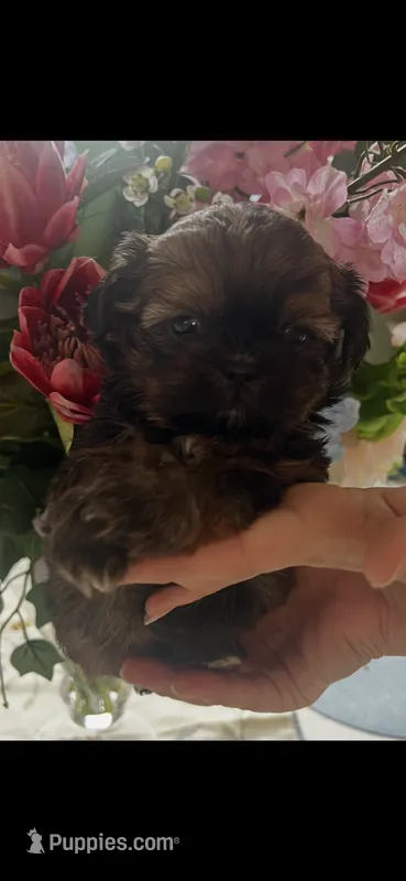 Boo boo  – Shih Tzu puppy for sale in Sarasota, FL