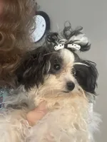 Princess, a female Maltipoo for sale in Sarasota, FL – 3 of 3
