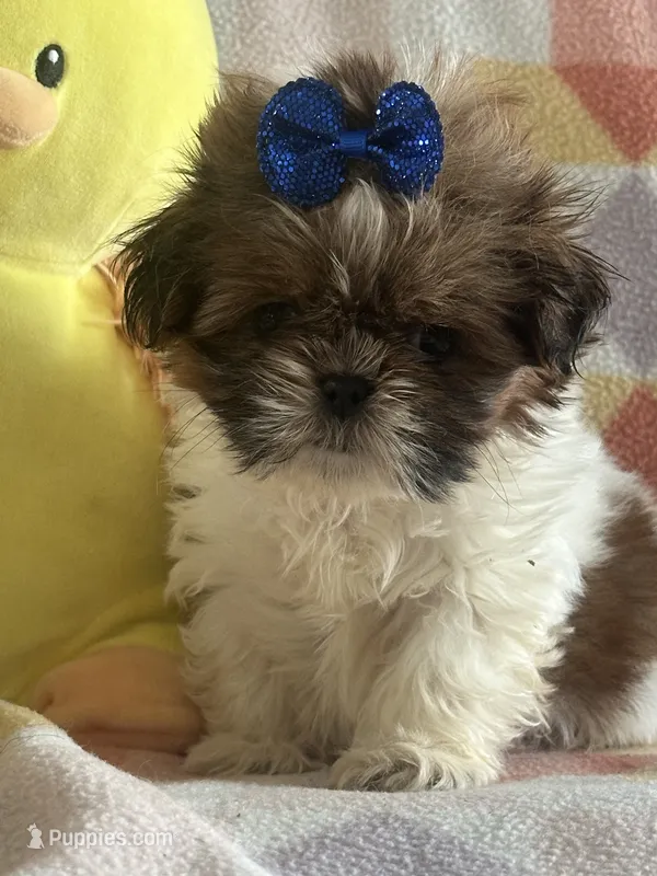Bear  – Shih Tzu puppy for sale in Sarasota, FL