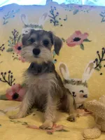 Glamour girl, a female Miniature Schnauzer for sale in Sarasota, FL – 1 of 2