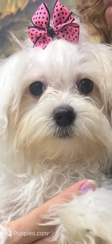 Sophia – Maltese puppy for sale in Sarasota, FL