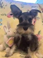Mommy’s boy , a male Miniature Schnauzer for sale in Sarasota, FL – 2 of 3