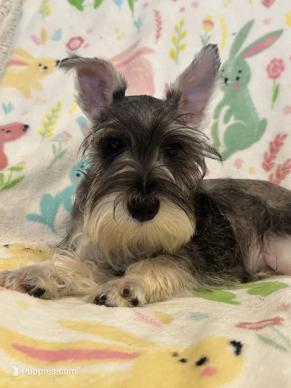 Scooby  – Miniature Schnauzer puppy for sale in Sarasota, FL