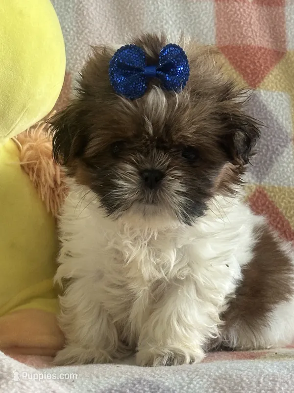 Poo bear  – Miniature Schnauzer puppy for sale in Sarasota, FL
