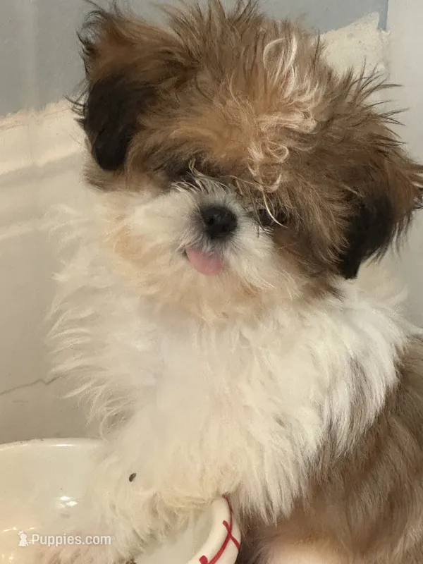 Little lady  – Shih Tzu puppy for sale in Sarasota, FL