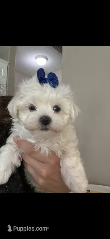 Bear  – Maltipoo puppy for sale in Sarasota, FL