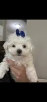 Bear , a male Maltipoo for sale in Sarasota, FL – 1 of 1