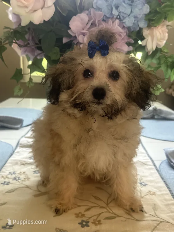 Teddy bear  – Maltipoo puppy for sale in Sarasota, FL
