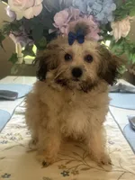 Teddy bear , a male Maltipoo for sale in Sarasota, FL – 1 of 1
