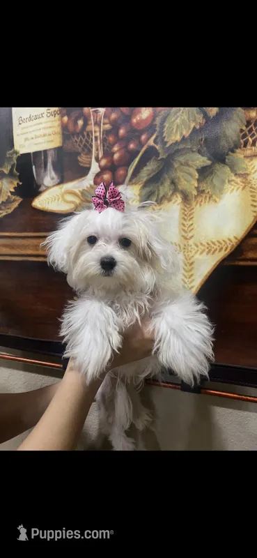 Princess, a female Maltese for sale in Sarasota, FL – Photo 1 of 2
