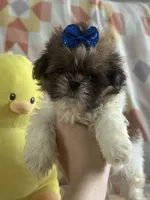 Poo bear , a male Miniature Schnauzer for sale in Sarasota, FL – 4 of 4