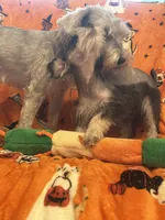 Snoopy , a male Miniature Schnauzer for sale in Sarasota, FL – 6 of 7