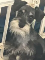 Casanova, a male Miniature Schnauzer for sale in Sarasota, FL – 2 of 2