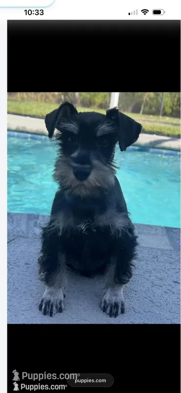 Scooby  – Miniature Schnauzer puppy for sale in Sarasota, FL