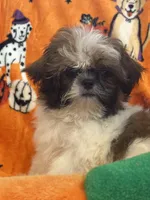 Bear , a female Shih Tzu for sale in Sarasota, FL – 1 of 4