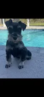 Oreo , a male Miniature Schnauzer for sale in Sarasota, FL – Photo 3 of 3