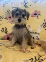 Glamour girl, a female Miniature Schnauzer for sale in Sarasota, FL – 2 of 2