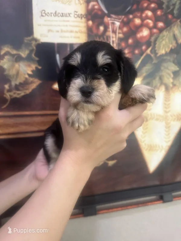 Snoopy jr, a male Miniature Schnauzer for sale in Sarasota, FL – Photo 1 of 2