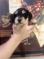 Snoopy jr, a male Miniature Schnauzer for sale in Sarasota, FL – Photo 2 of 2