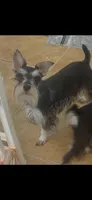 Sassy, a female Miniature Schnauzer for sale in Sarasota, FL – 4 of 4