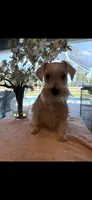 Mommy’s girl , a female Miniature Schnauzer for sale in Sarasota, FL – 2 of 2