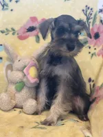 Sassy, a female Miniature Schnauzer for sale in Sarasota, FL – 3 of 3