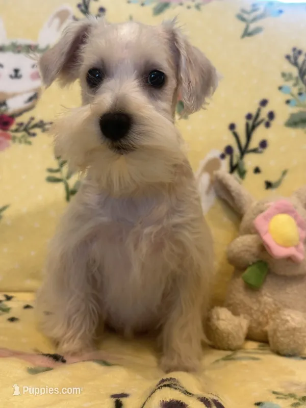 Bella  – Miniature Schnauzer puppy for sale in Sarasota, FL