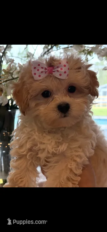 Daisy – Maltipoo puppy for sale in Sarasota, FL