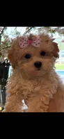 Daisy, a female Maltipoo for sale in Sarasota, FL – 1 of 1