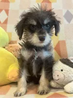 Mommy’s girl , a female Miniature Schnauzer for sale in Sarasota, FL – 3 of 4