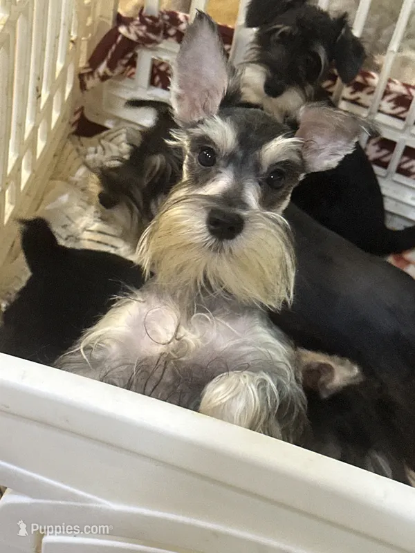 Pepper  – Miniature Schnauzer puppy for sale in Sarasota, FL