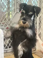 Casanova , a male Miniature Schnauzer for sale in Sarasota, FL – 1 of 4