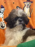 Bear , a female Shih Tzu for sale in Sarasota, FL – 3 of 4