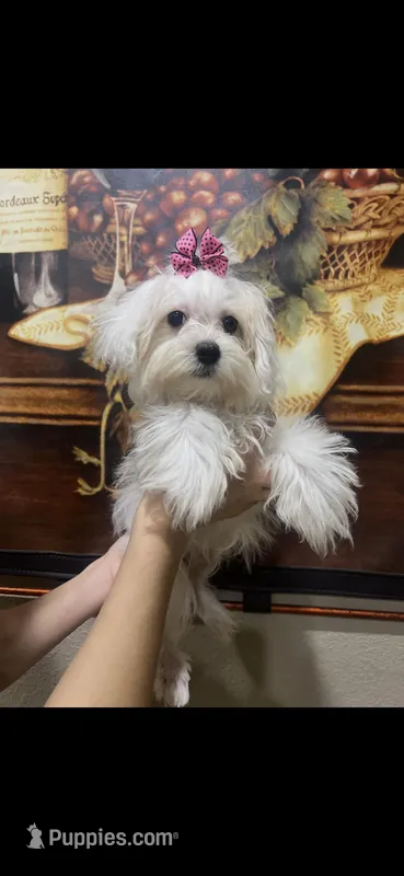 Prissy , a female Maltese for sale in Sarasota, FL – Photo 1 of 1